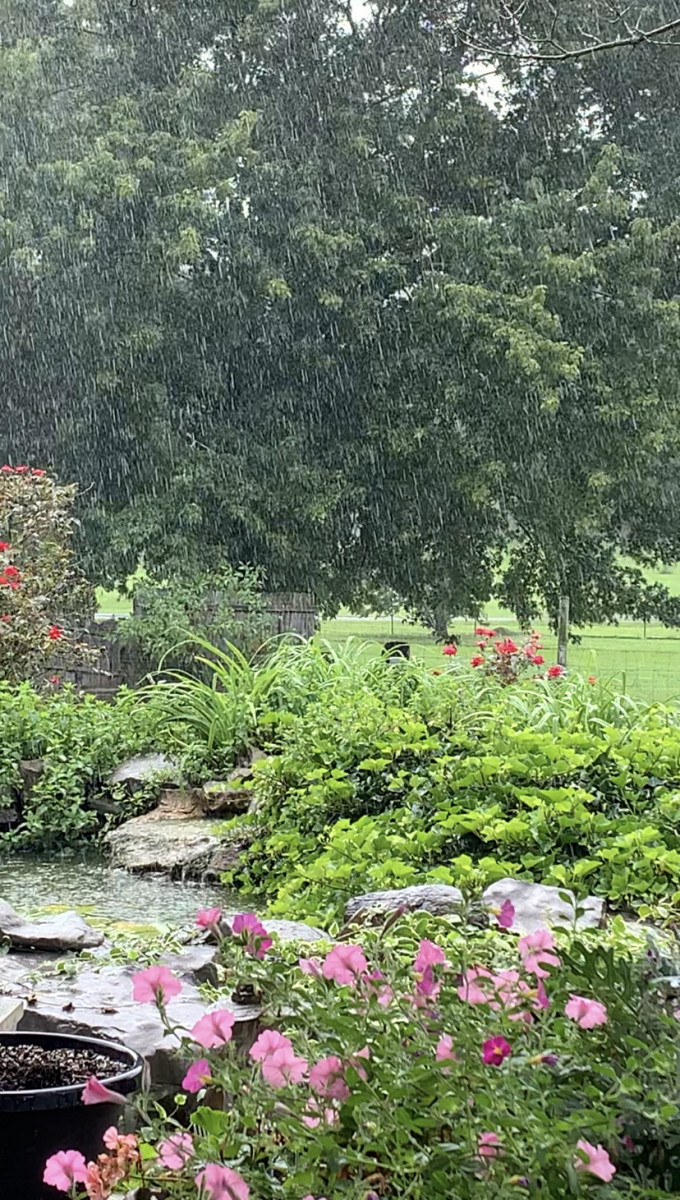 Rain falls onto a pond in a Georgia backyard in spring time. 